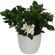 Gardenia + Cachep Branco